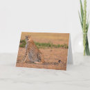 Buscar guepardo tarjetas Animales salvajes