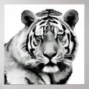Buscar ojos del tigre posters Tigres