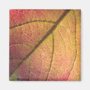 Buscar hoja del imanes Otoño