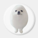 Buscar perros sin pelo imanes Para ella