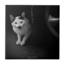 Buscar del gato azulejos Gato blanco y negro