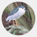 Buscar penachos Pájaros