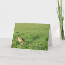 Buscar crane tarjetas Arenoso