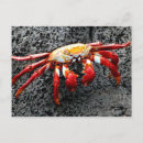 Buscar cangrejo rojo postales Animal