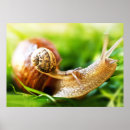 Buscar caracoles posters Animal