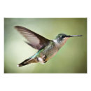 Buscar throated posters Naturaleza