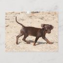Buscar cachorros postales Arena