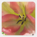 Buscar tulipanes pegatinas General y unisex