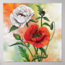 Buscar amapola blanca posters Rojo