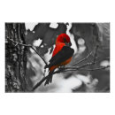 Buscar el elevar fotografía Fotografía de naturaleza