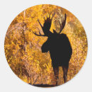 Buscar alces pegatinas Macho