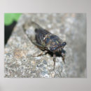 Buscar entomología posters Naturaleza