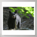 Buscar osos negros posters Animales