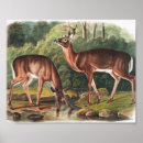 Buscar virginianus posters Vida silvestre