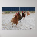 Buscar gallina negra posters Gallinas