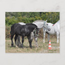 Buscar del caballo percheron postales Fotografía