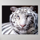 Buscar tigre de bengala blanco posters Para todos