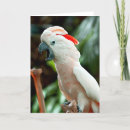 Buscar cockatoo tarjetas Pájaro