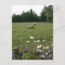 Buscar cordero postales Pasto