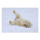 Buscar maritimus posters Animal
