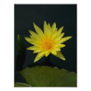 Buscar lirio de paz posters Loto