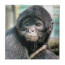 Buscar araña azulejos Animal