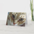Buscar gatos tarjetas General y unisex