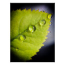 Buscar hoja hermosa posters General y unisex