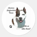 Buscar amstaff otros De am