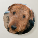 Buscar airedale cojines Bingley terrier