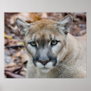 Buscar puma arte Naturaleza
