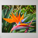 Buscar ave del paraíso posters Hawaii