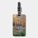 Buscar betula Bosque