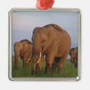 Buscar colmillos adornos Salvaje