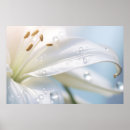 Buscar calla lilies arte Naturaleza