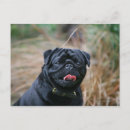 Buscar carlin postales Negro