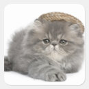 Buscar gatito persa postales Gris