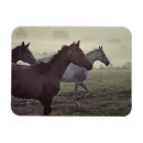 Buscar caballo salvaje imanes Árabe