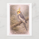 Buscar cockatiel Cacatúa