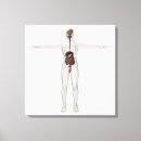 Buscar tripa posters Duodeno