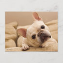 Buscar french bulldog postales Puppy