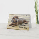 Buscar dachshund fotografía Cachorro