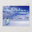 Buscar la antártida postales Pingüino