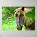 Buscar borrador posters Caballo de tiro
