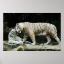 Buscar tigre de bengala blanco posters Tigres