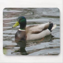 Buscar pato silvestre alfombrillas de raton Naturaleza