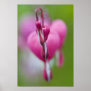 Buscar macro posters Color