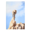 Buscar babuinos posters Animales