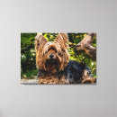 Buscar yorkie arte Animales