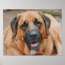 Buscar mastiff arte Animal